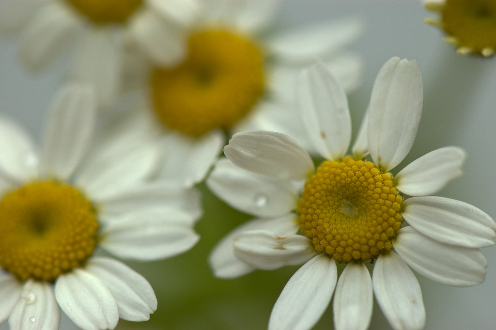 بابونه گاوی